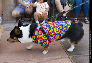 2024 Tour de Corgi - tour