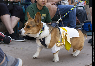 2024 Tour de Corgi - tour