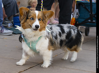 2024 Tour de Corgi - tour