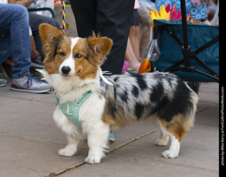 2024 Tour de Corgi - tour