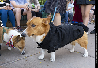 2024 Tour de Corgi - tour