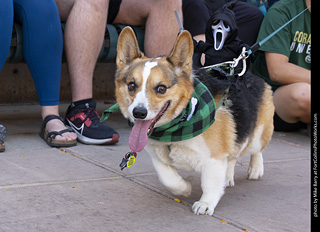 2024 Tour de Corgi - tour