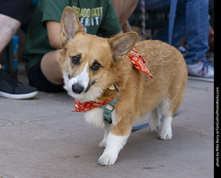 2024 Tour de Corgi - tour