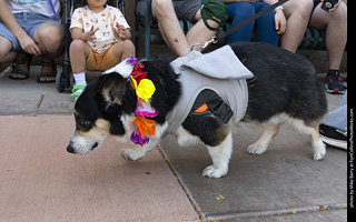 2024 Tour de Corgi - tour