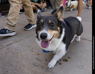 2024 Tour de Corgi - tour