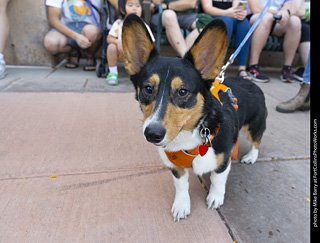 2024 Tour de Corgi - tour