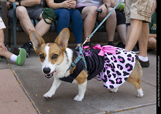 2024 Tour de Corgi - tour