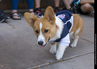 2024 Tour de Corgi - tour