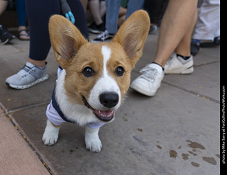 2024 Tour de Corgi - tour