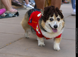 2024 Tour de Corgi - tour