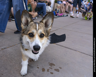 2024 Tour de Corgi - tour