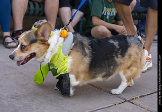 2024 Tour de Corgi - tour