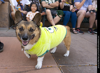 2024 Tour de Corgi - tour