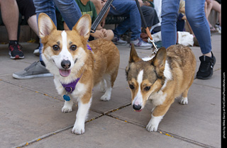 2024 Tour de Corgi - tour