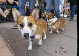 2024 Tour de Corgi - tour