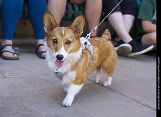 2024 Tour de Corgi - tour