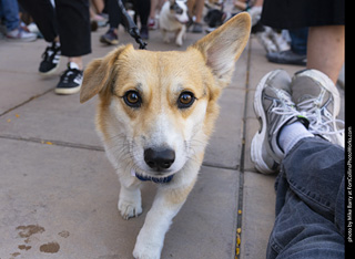 2024 Tour de Corgi - tour