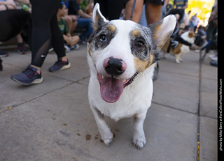 2024 Tour de Corgi - tour