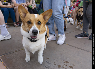 2024 Tour de Corgi - tour