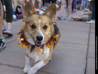 2024 Tour de Corgi - tour