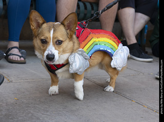 2024 Tour de Corgi - tour