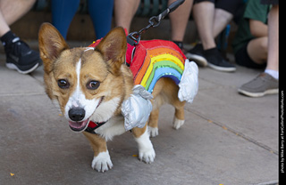 2024 Tour de Corgi - tour