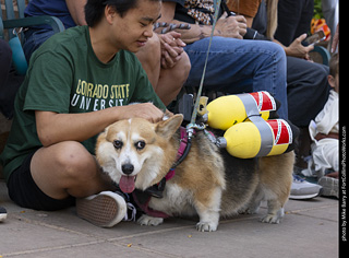 2024 Tour de Corgi - tour