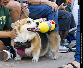 2024 Tour de Corgi - tour