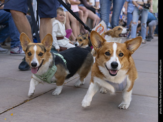 2024 Tour de Corgi - tour