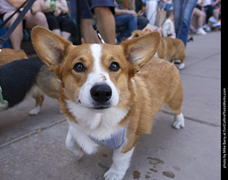 2024 Tour de Corgi - tour