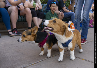 2024 Tour de Corgi - tour