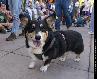 2024 Tour de Corgi - tour