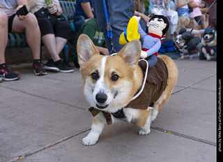 2024 Tour de Corgi - tour