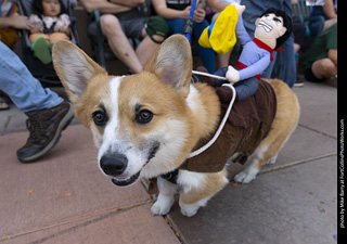 2024 Tour de Corgi - tour