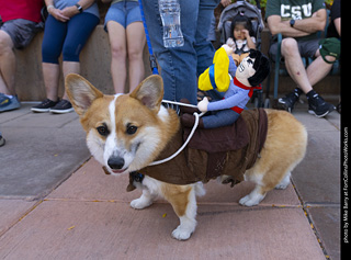 2024 Tour de Corgi - tour