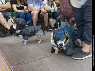 2024 Tour de Corgi - tour