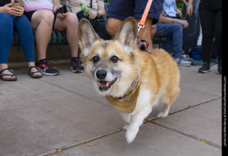 2024 Tour de Corgi - tour