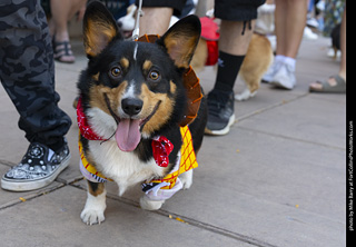 2024 Tour de Corgi - tour