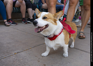 2024 Tour de Corgi - tour