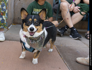 2024 Tour de Corgi - tour