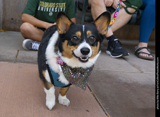 2024 Tour de Corgi - tour