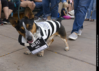 2024 Tour de Corgi - tour