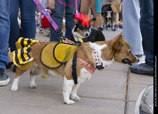 2024 Tour de Corgi - tour