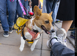 2024 Tour de Corgi - tour