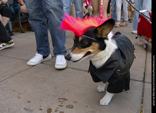 2024 Tour de Corgi - tour