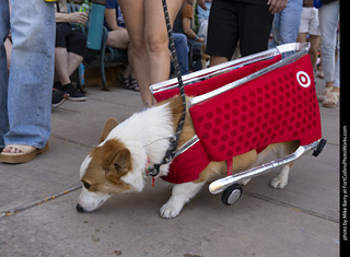 2024 Tour de Corgi - tour