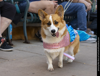 2024 Tour de Corgi - tour