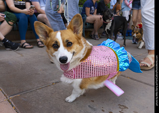 2024 Tour de Corgi - tour