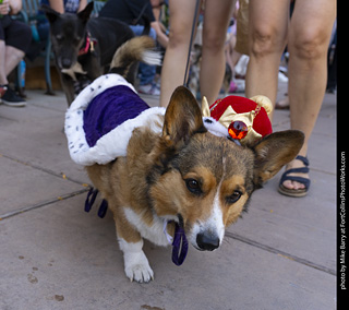 2024 Tour de Corgi - tour