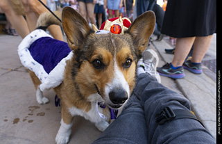 2024 Tour de Corgi - tour